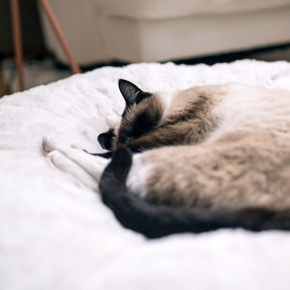 Hyggebed® - The Orthopedic Cat Bed Ivory