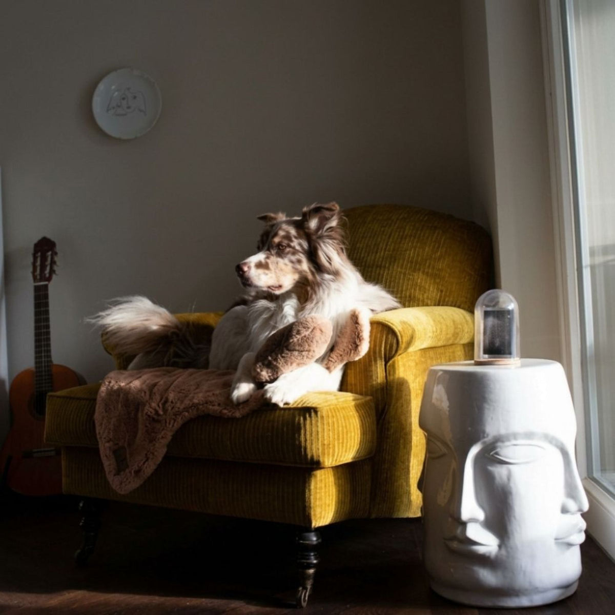 Australian Shepherd Hund entspannt in einem senfgelben Samtsessel mit einer braunen Kuscheldecke Hyggelamb und dem wolkenförmigen Kissen in Maroon