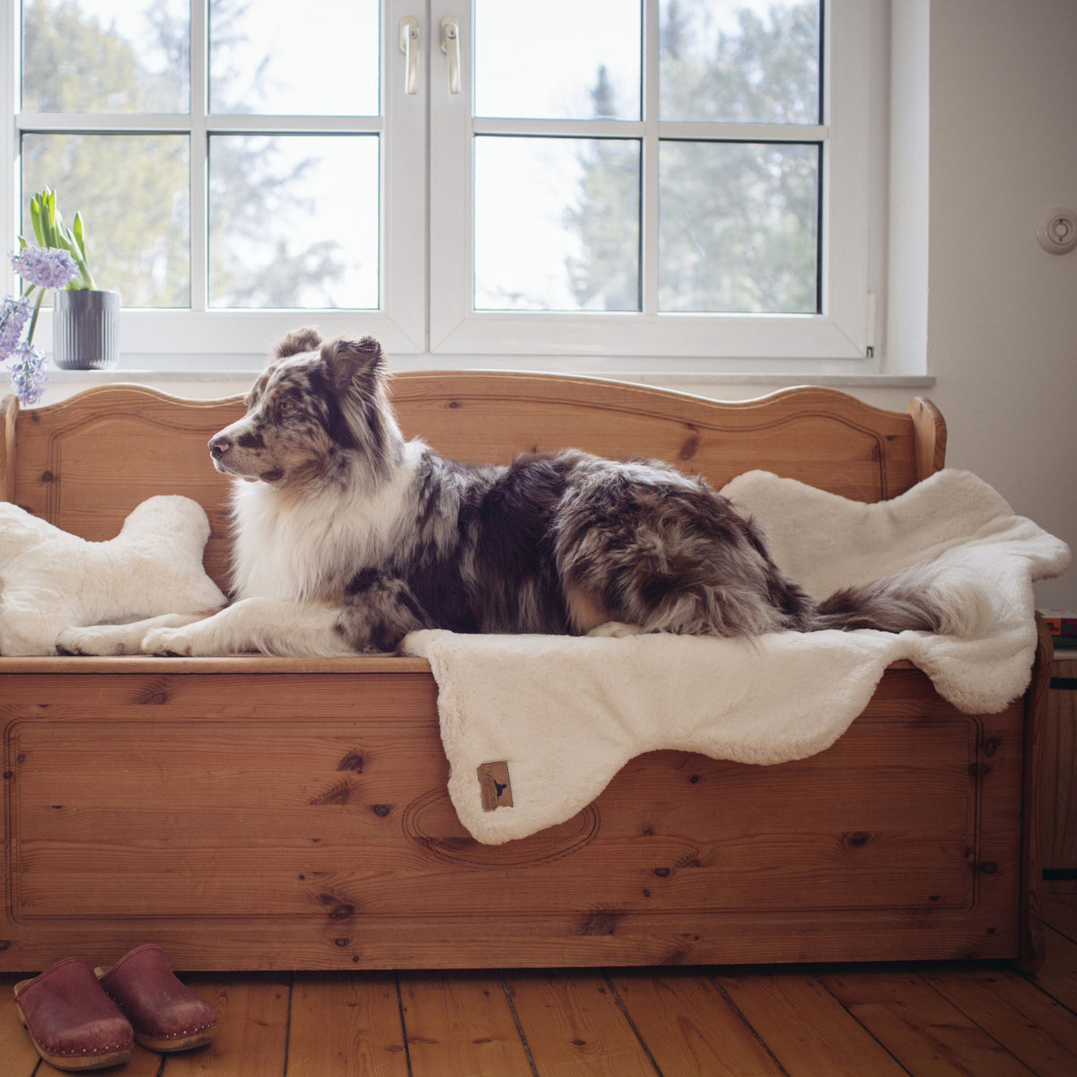 Australian Shepherd liegt auf der cremeweißen Lammfell-Hundedecke Hyggelamb Ivory auf einer rustikalen Holzbank