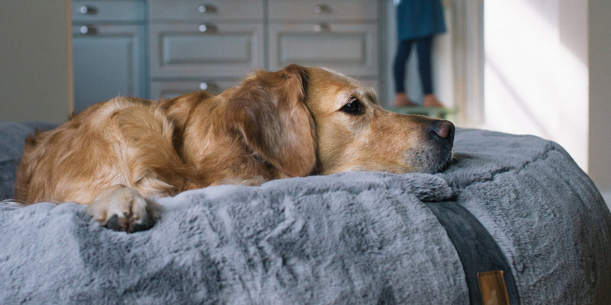 Arthrose, Arthritis, Spondylose bei Hunden – wie du deinen Hund unterstützen kannst